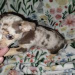 Asia Pacific. . Chihuahua puppies for sale in henderson kentucky